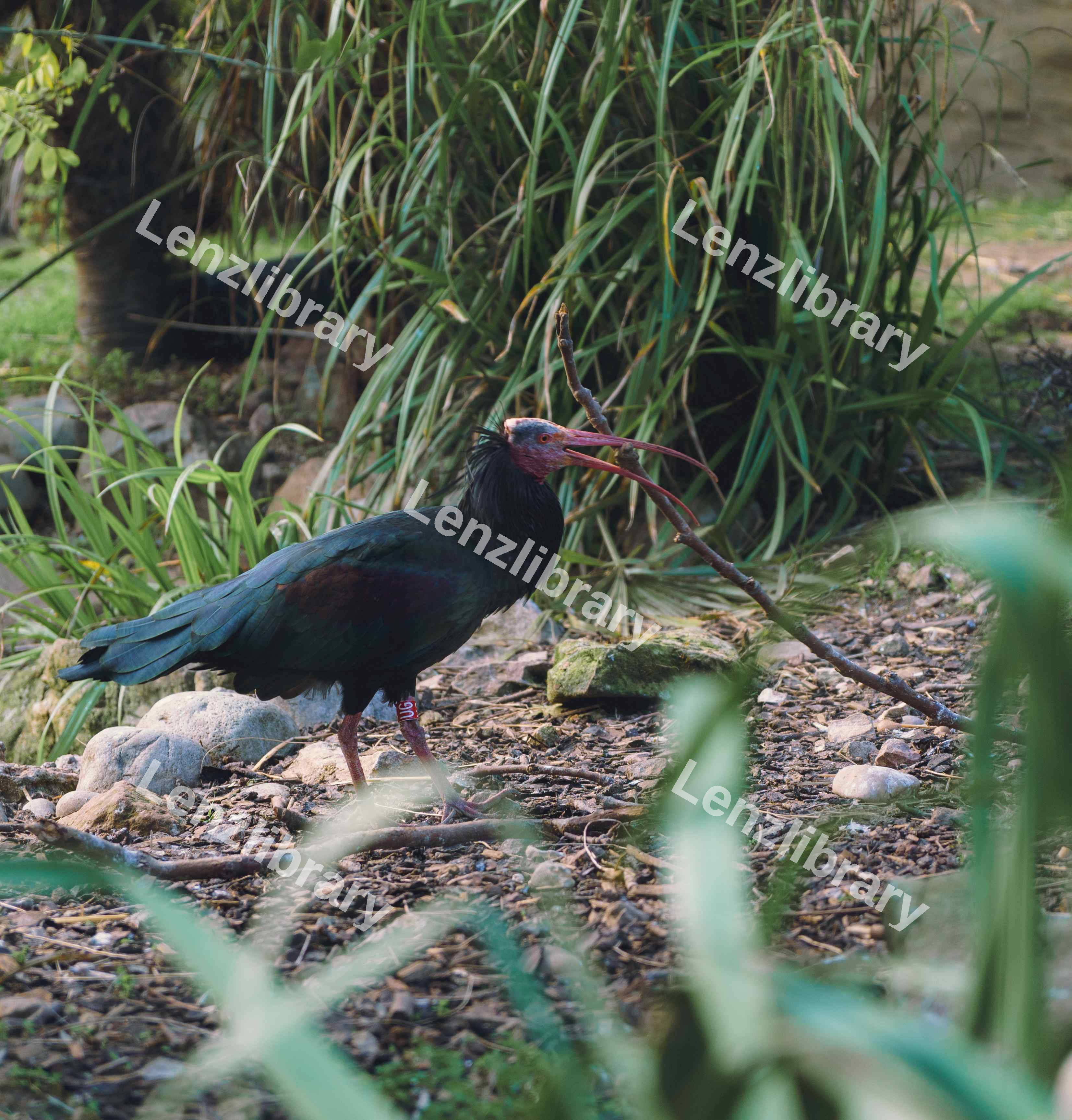 Northern Bald Ibis